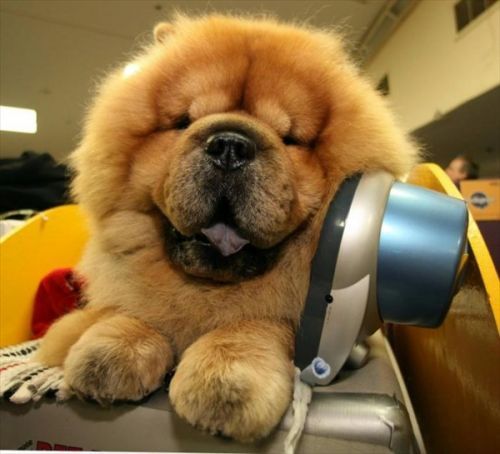 Westminster Kennel Club Dog Show