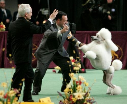 Westminster Kennel Club Dog Show