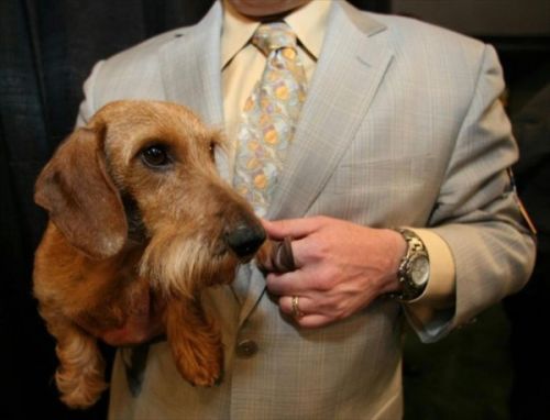 Westminster Kennel Club Dog Show