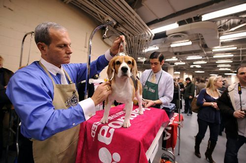 Westminster Kennel Club Dog Show