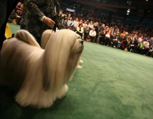 Westminster Kennel Club Dog Show