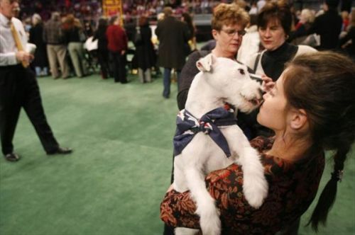 Westminster Kennel Club Dog Show