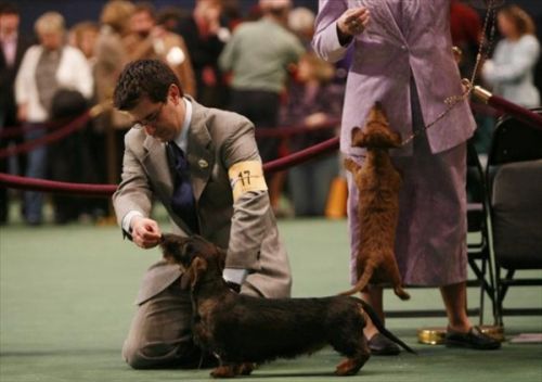 Westminster Kennel Club Dog Show