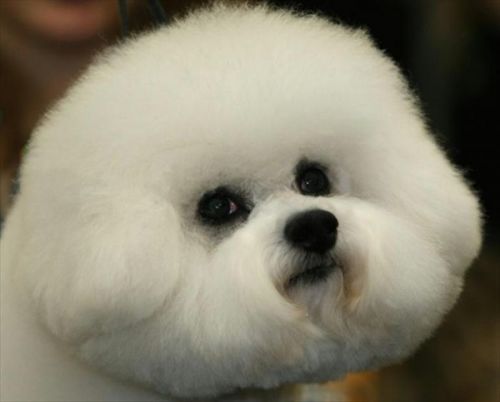 Westminster Kennel Club Dog Show