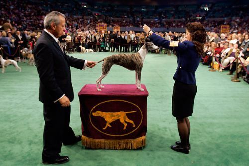 Westminster Kennel Club Dog Show