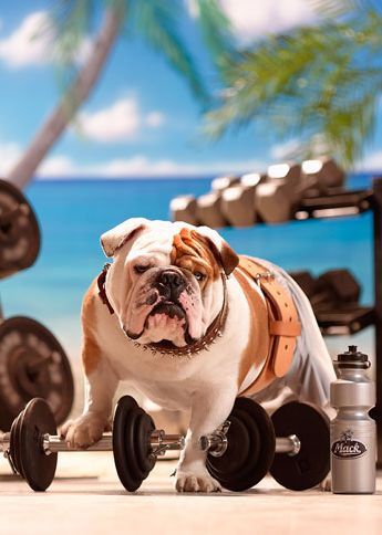 Very Cute Dog [Never Seen Before]