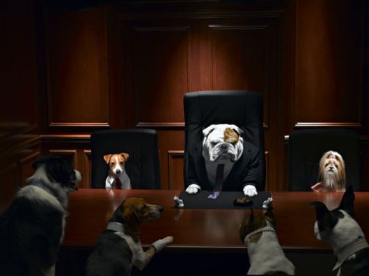 Very Cute Dog [Never Seen Before]