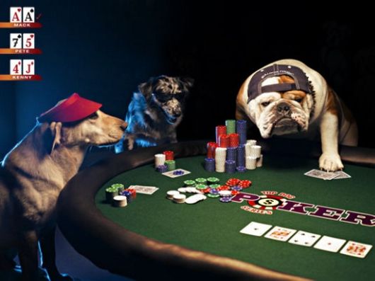 Very Cute Dog [Never Seen Before]