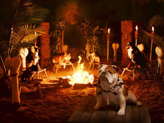 Very Cute Dog [Never Seen Before]