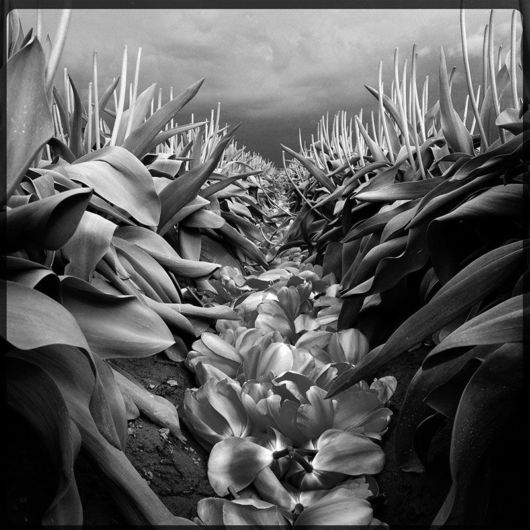 iPhone Photography Awards 2014