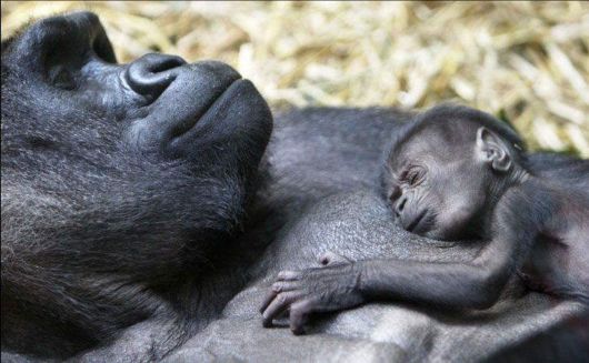 Some Speaking Images