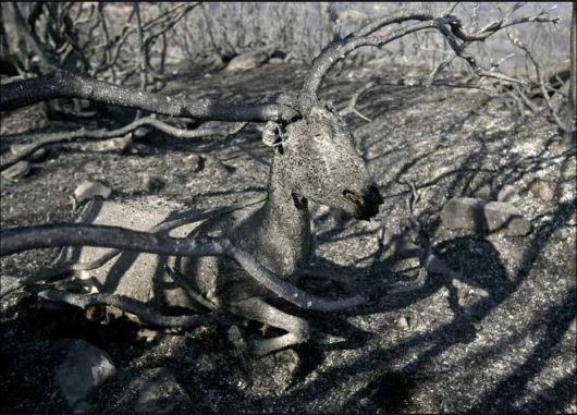 Some Speaking Images