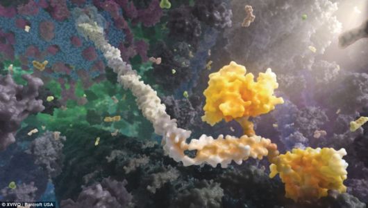 A World Within The Human Body