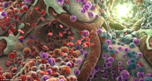 A World Within The Human Body