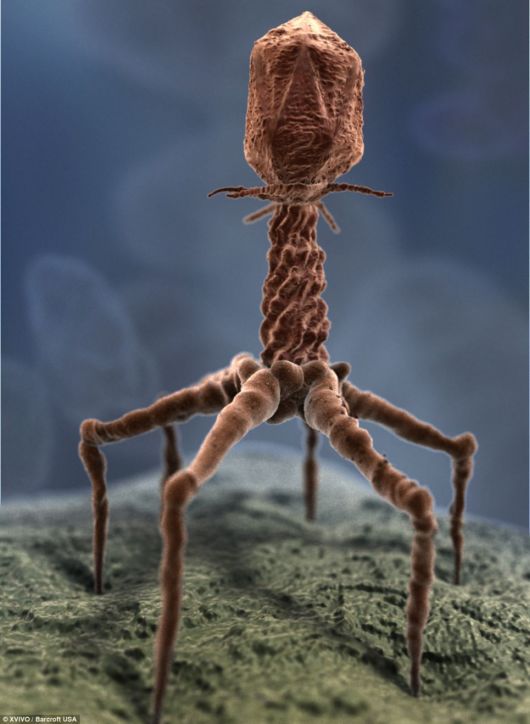 A World Within The Human Body