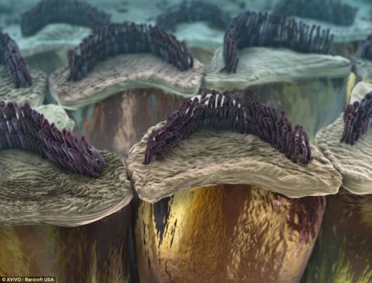 A World Within The Human Body