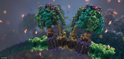 A World Within The Human Body