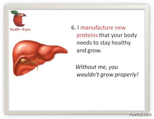 Interesting Facts about Liver