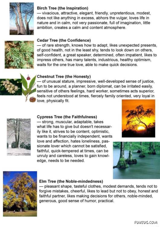 Find Your Personality in Trees