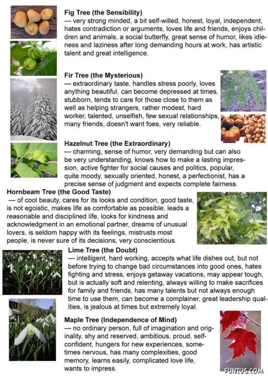 Find Your Personality in Trees