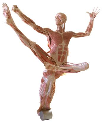 Muscles Inside Your Body | Funzug.com