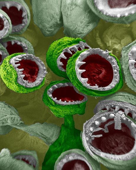 National Geographic's Top 10 Most Viewed Photos of 2008