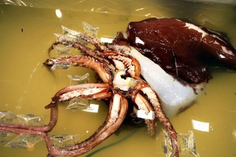 National Geographic's Top 10 Most Viewed Photos of 2008