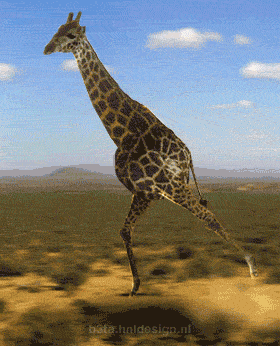 Amazing Animations 4 You