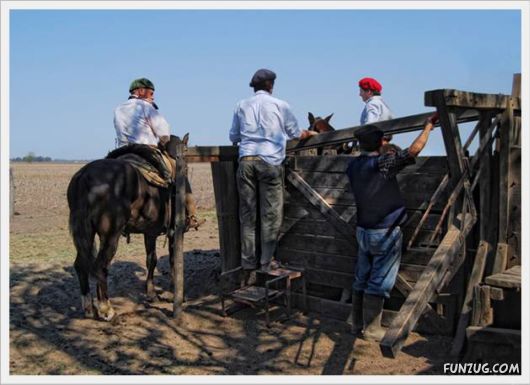 Amazing Argentine Horses Sports