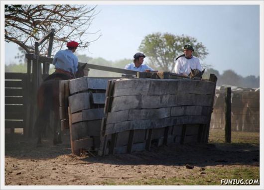 Amazing Argentine Horses Sports