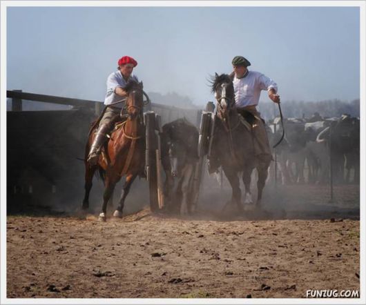 Amazing Argentine Horses Sports