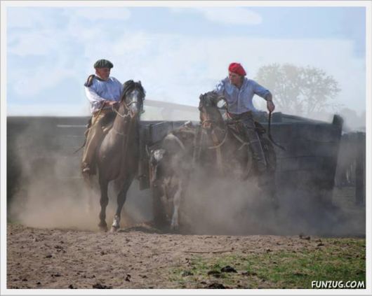 Amazing Argentine Horses Sports