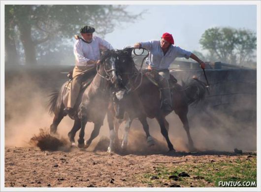 Amazing Argentine Horses Sports