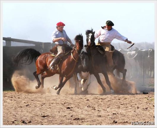 Amazing Argentine Horses Sports