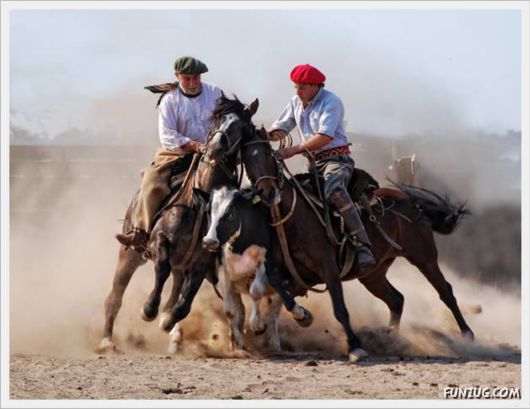 Amazing Argentine Horses Sports