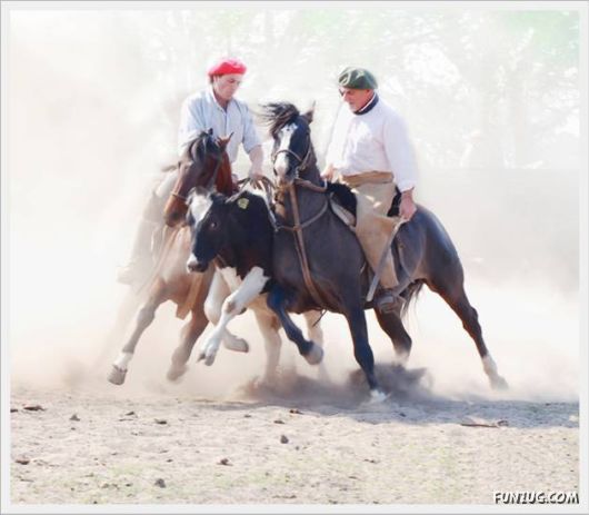Amazing Argentine Horses Sports