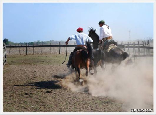 Amazing Argentine Horses Sports