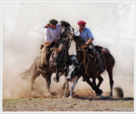 Amazing Argentine Horses Sports