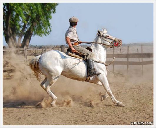 Amazing Argentine Horses Sports