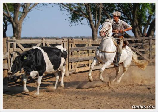 Amazing Argentine Horses Sports