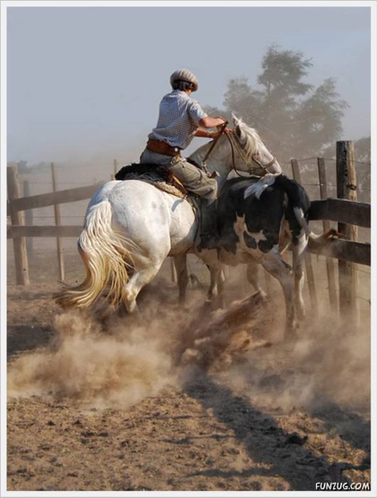 Amazing Argentine Horses Sports