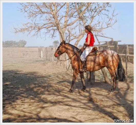 Amazing Argentine Horses Sports
