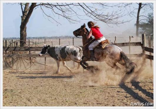 Amazing Argentine Horses Sports