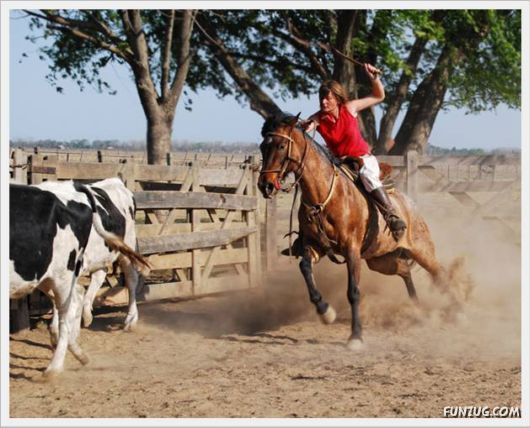Amazing Argentine Horses Sports