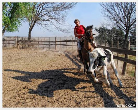 Amazing Argentine Horses Sports