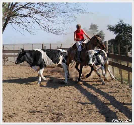 Amazing Argentine Horses Sports