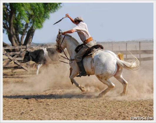 Amazing Argentine Horses Sports