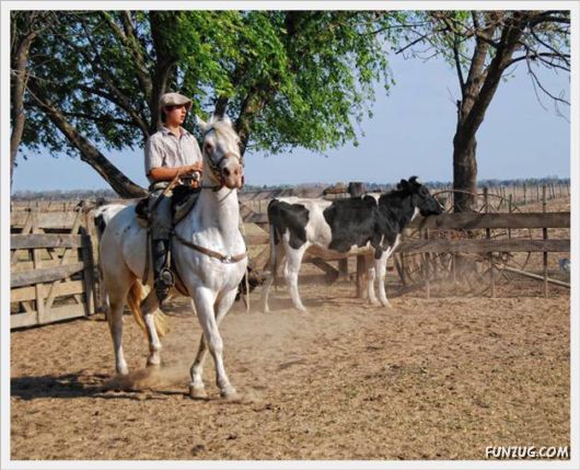 Amazing Argentine Horses Sports