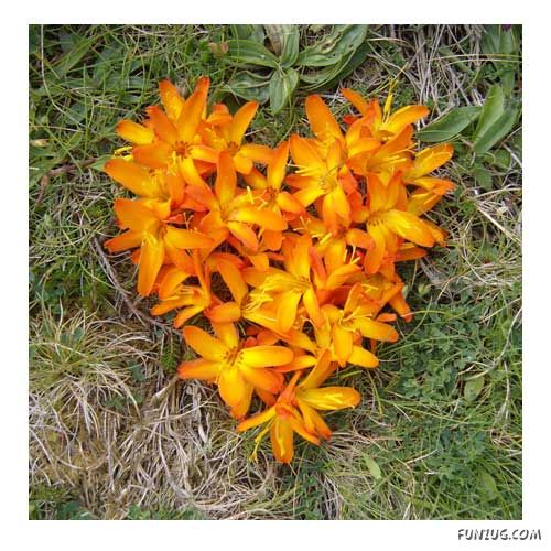 'Beautiful Floral Hearts for You