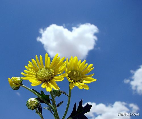 'Beautiful Floral Hearts for You